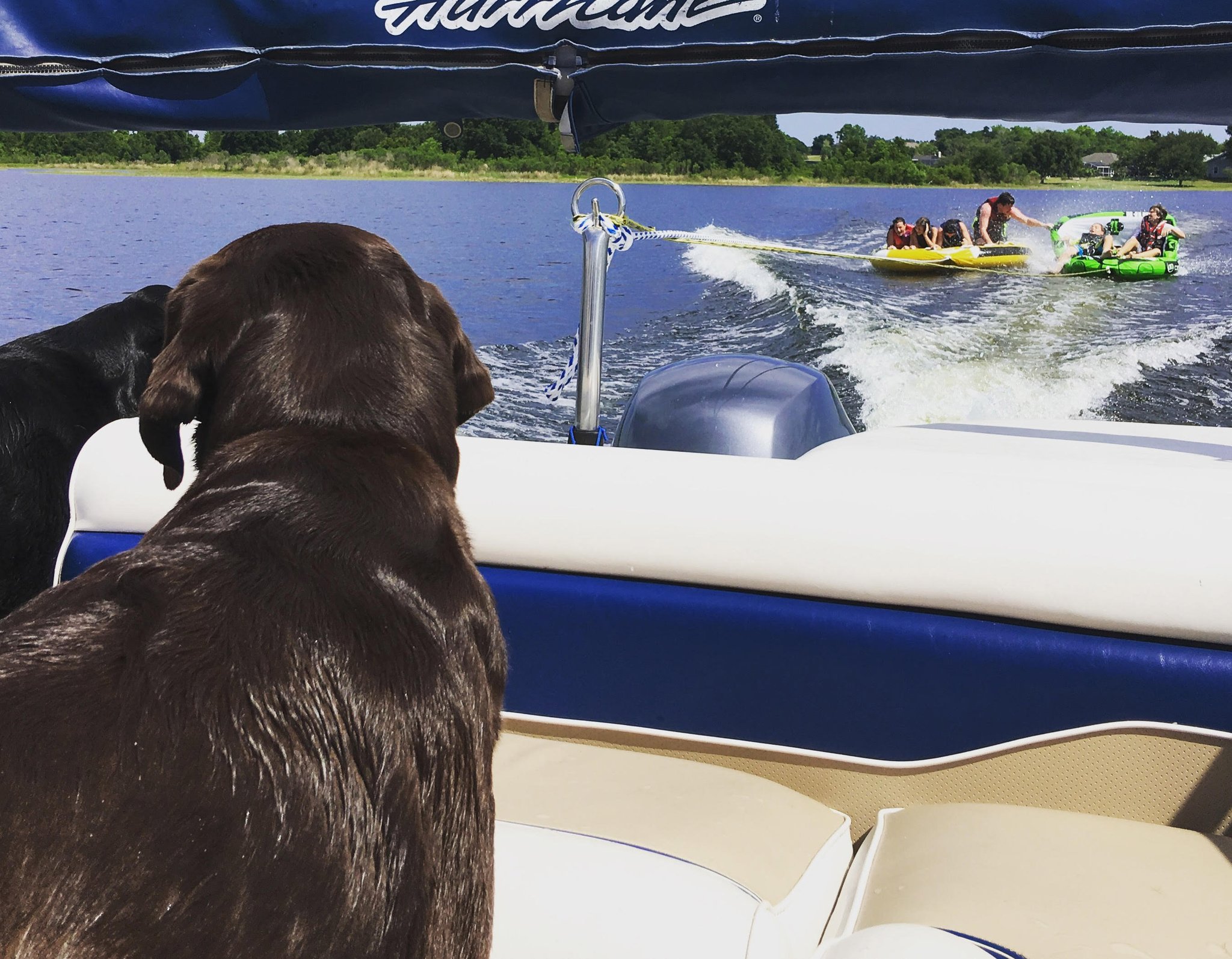 Why Clermont is a best place to live in Florida for doglovers