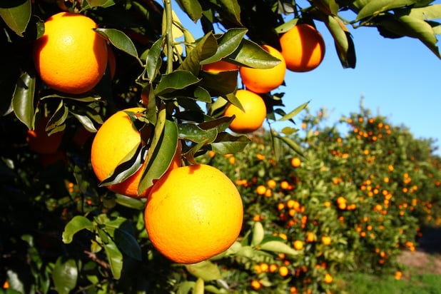 Florida Oranges Clermont ERA Grizzard.jpg