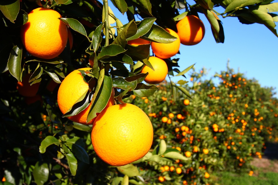 Florida Oranges Clermont ERA Grizzard