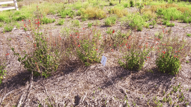 butterfly at leesburg florida's pear park.png