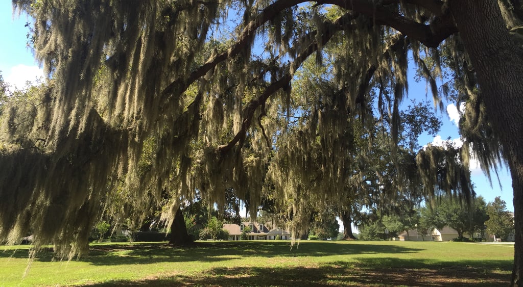 Homes_for_sale_in_the_park_at_wolf_branch_oaks_in_sorrento_florida.jpg