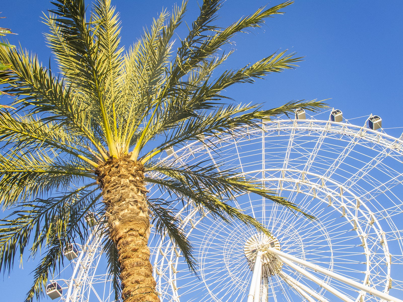 orlando eye