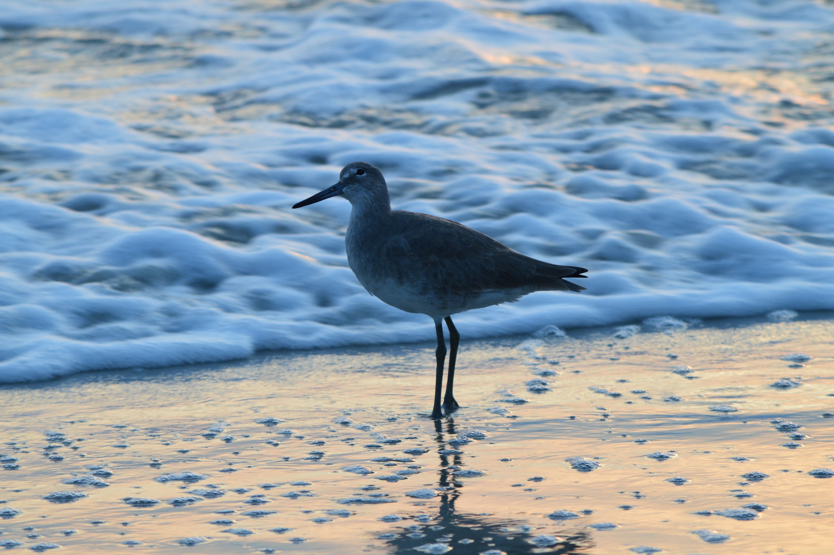 Ormond Beach Florida top (2)