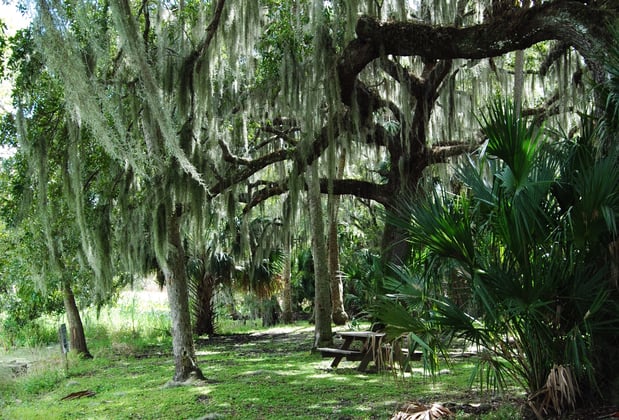 hontoon island in volusia county florida.jpg