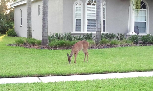 altamonte springs nature.jpg