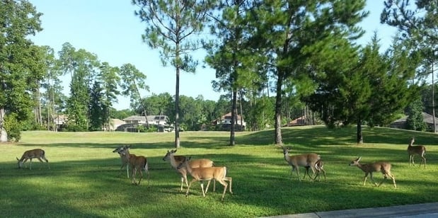 homes in central florida with deers in the lawn