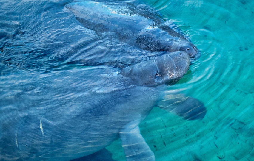 manatees in the st johns river near deland florida