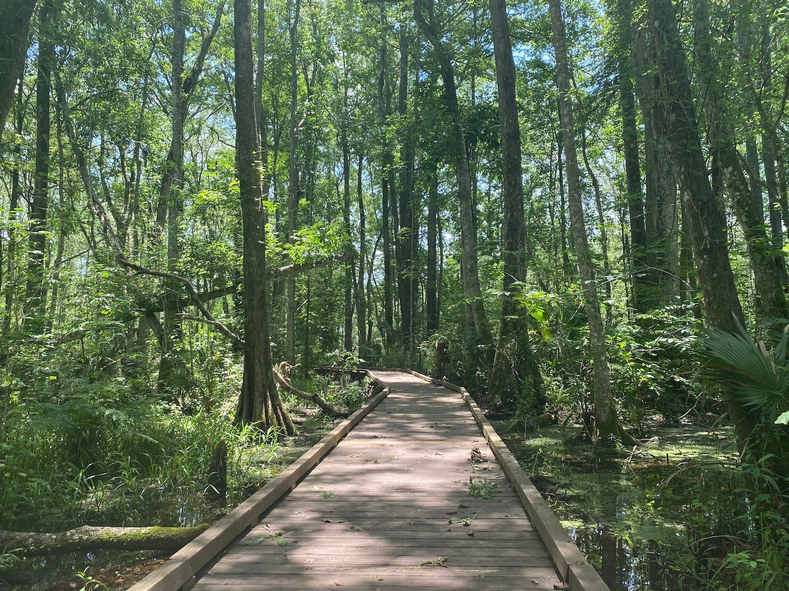 flat island preserve_marsh boardwalk