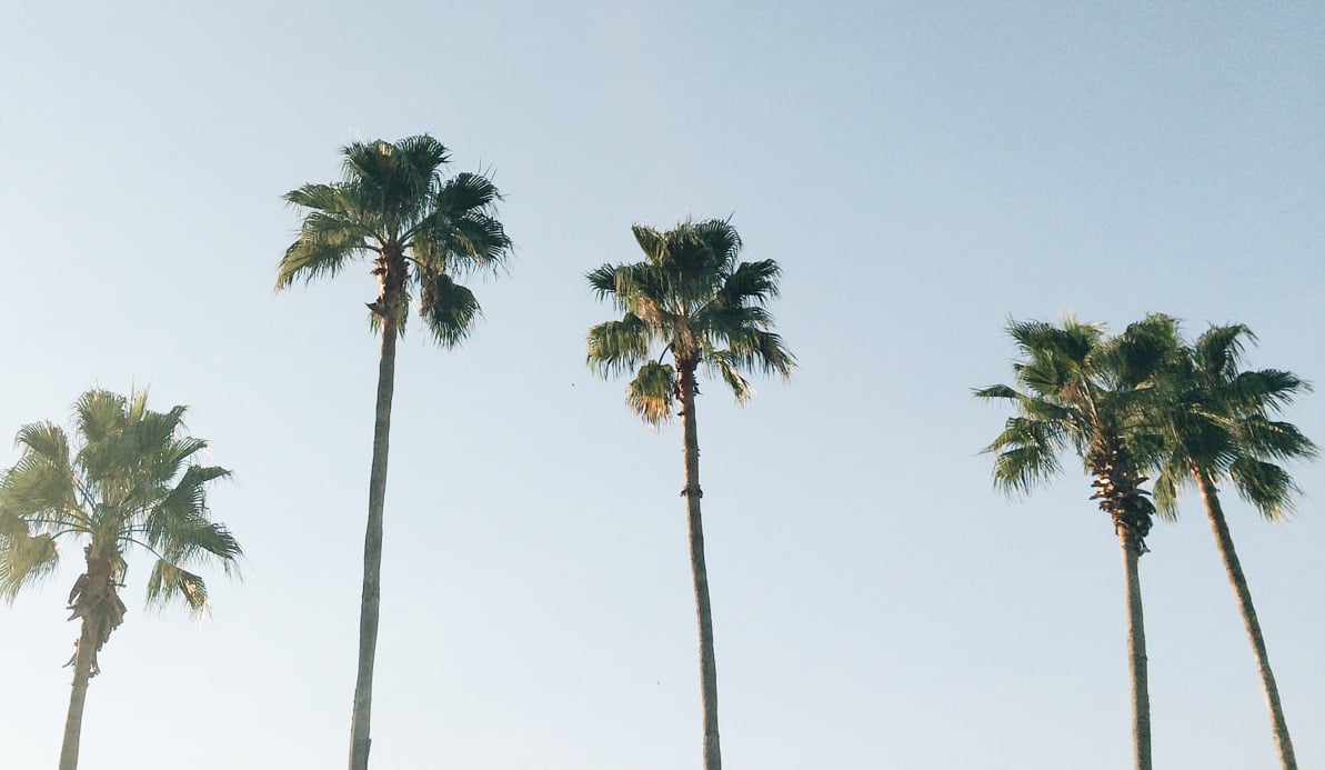 florida palm trees