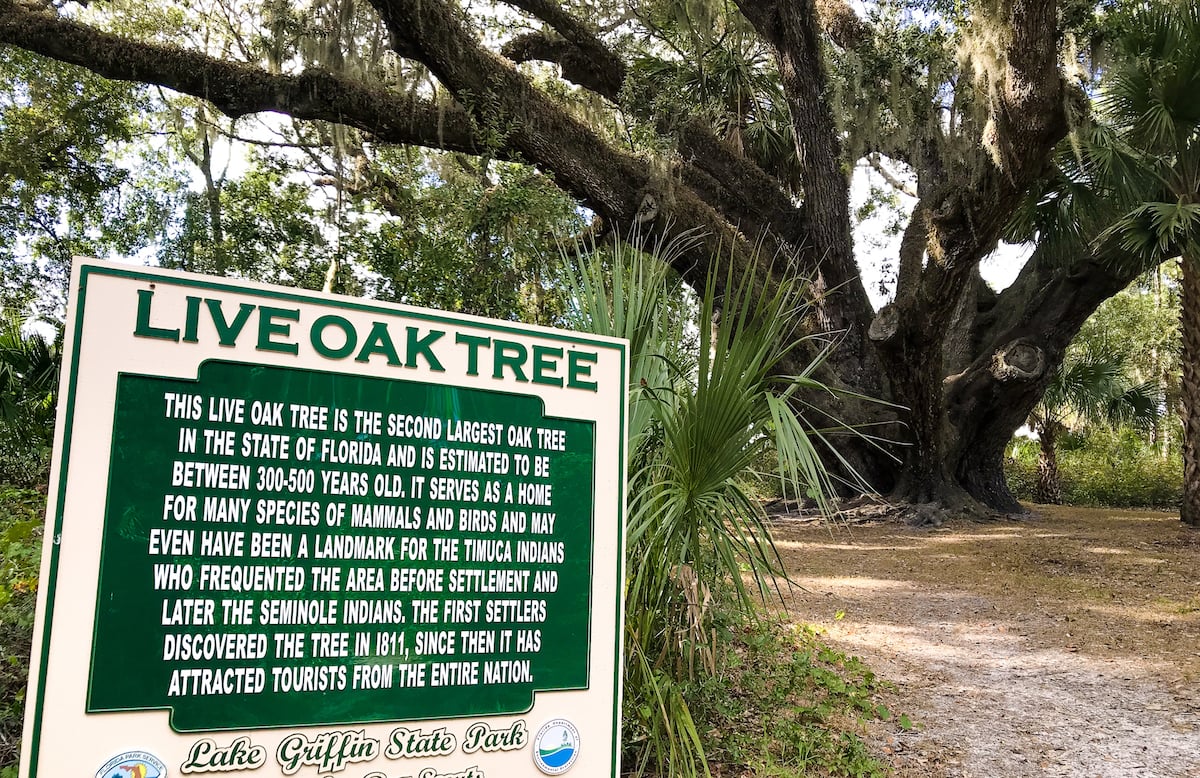 fruitland park, fl live oak tree lake griffin state park
