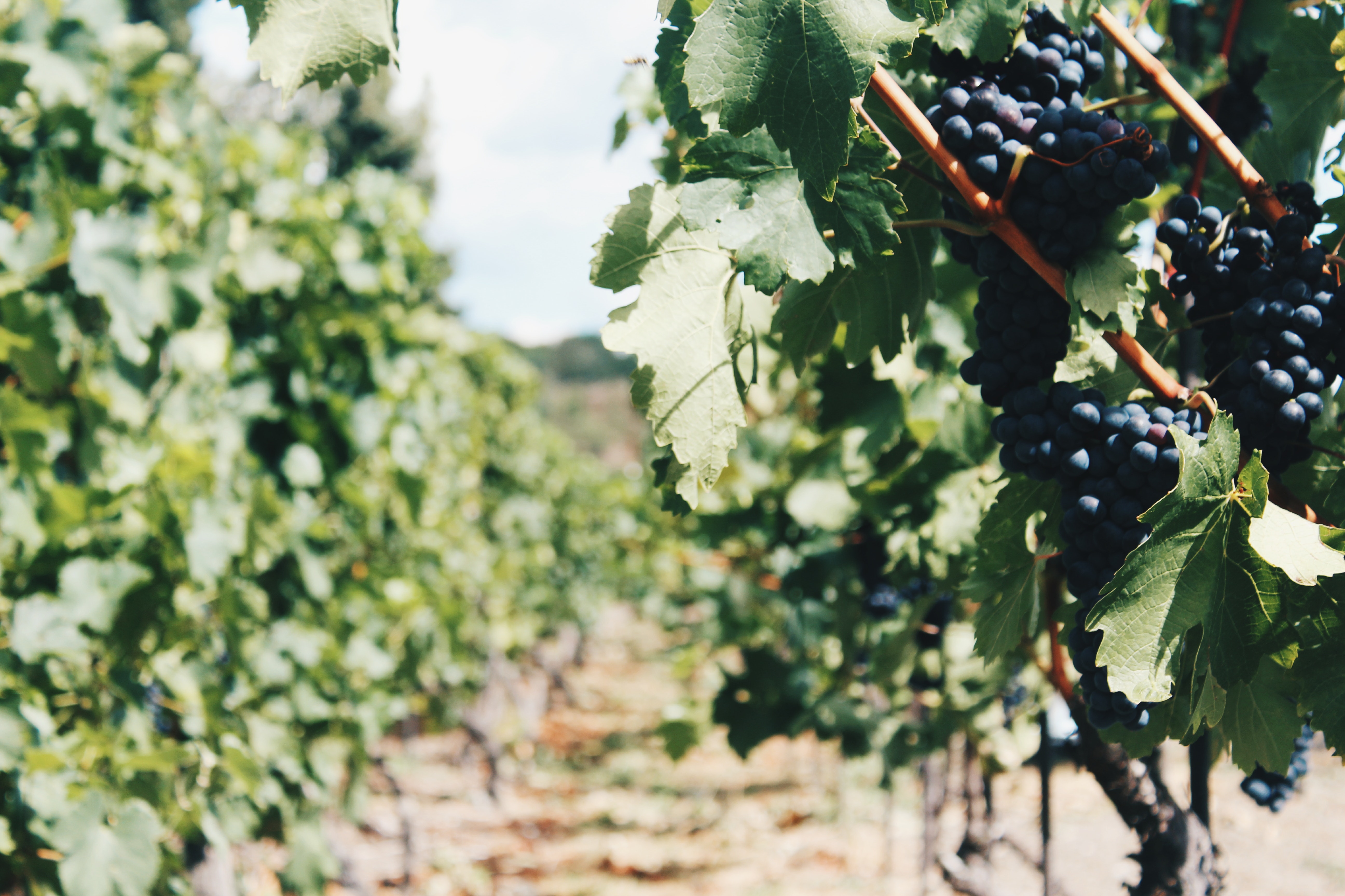 grapes-vineyard