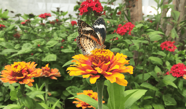 zoo and botanical garden in sanforda florida.png