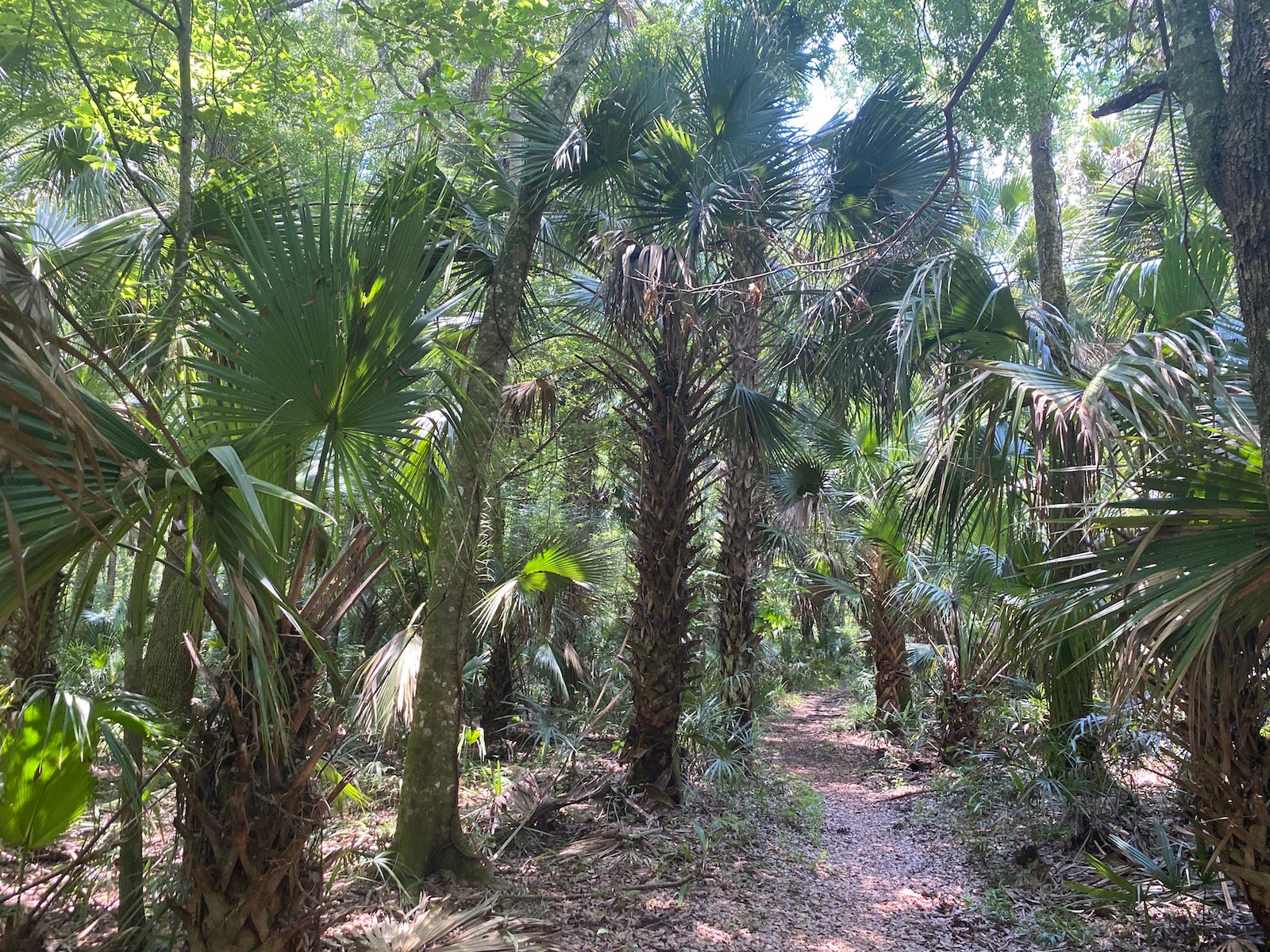 the lush wilderness at the flat island preserve in leesburg, fl