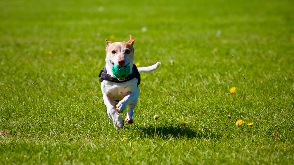 the villages, fl canine parks