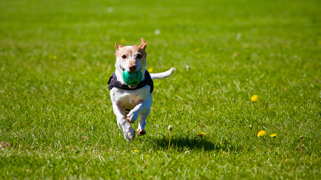 the villages, fl canine parks