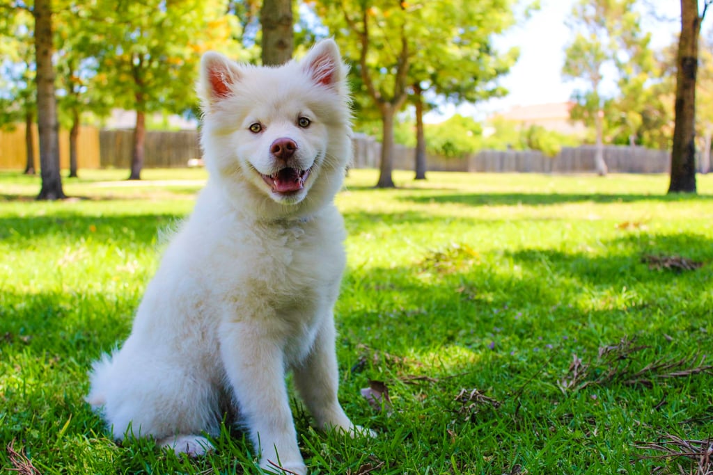 the villages, florida dog parks